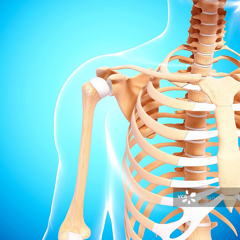 人类骨骼，艺术品图片素材