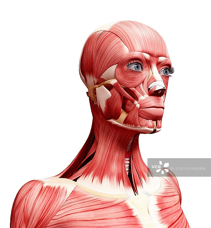 人头肌肉组织，艺术作品图片素材