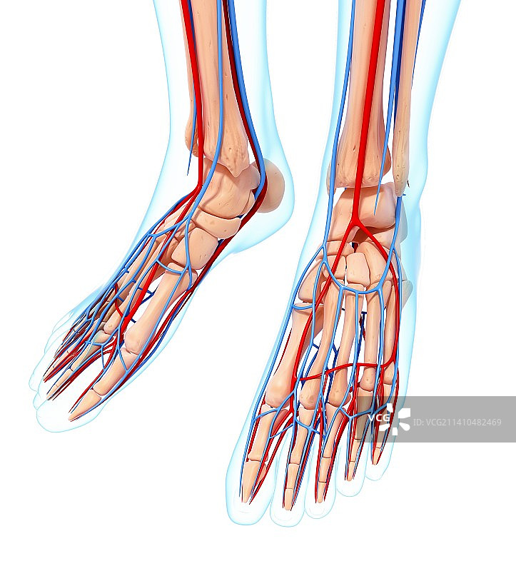 人的足部心血管系统，艺术品图片素材