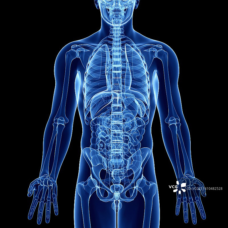男性解剖学、艺术品图片素材