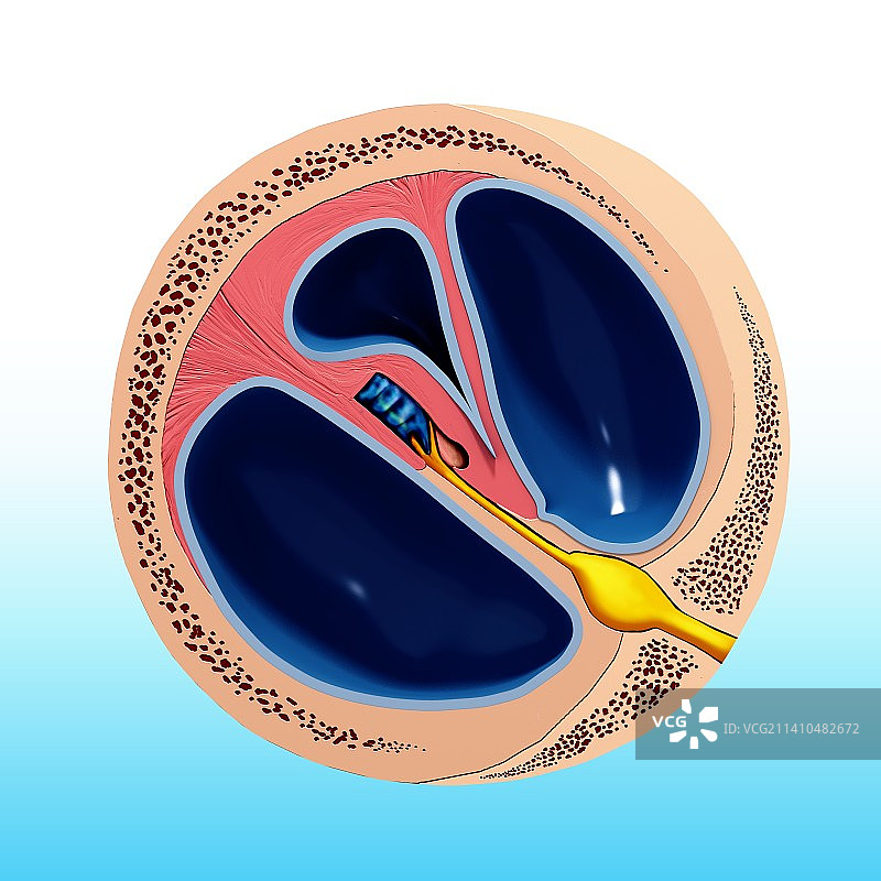 人耳解剖结构艺术图图片素材