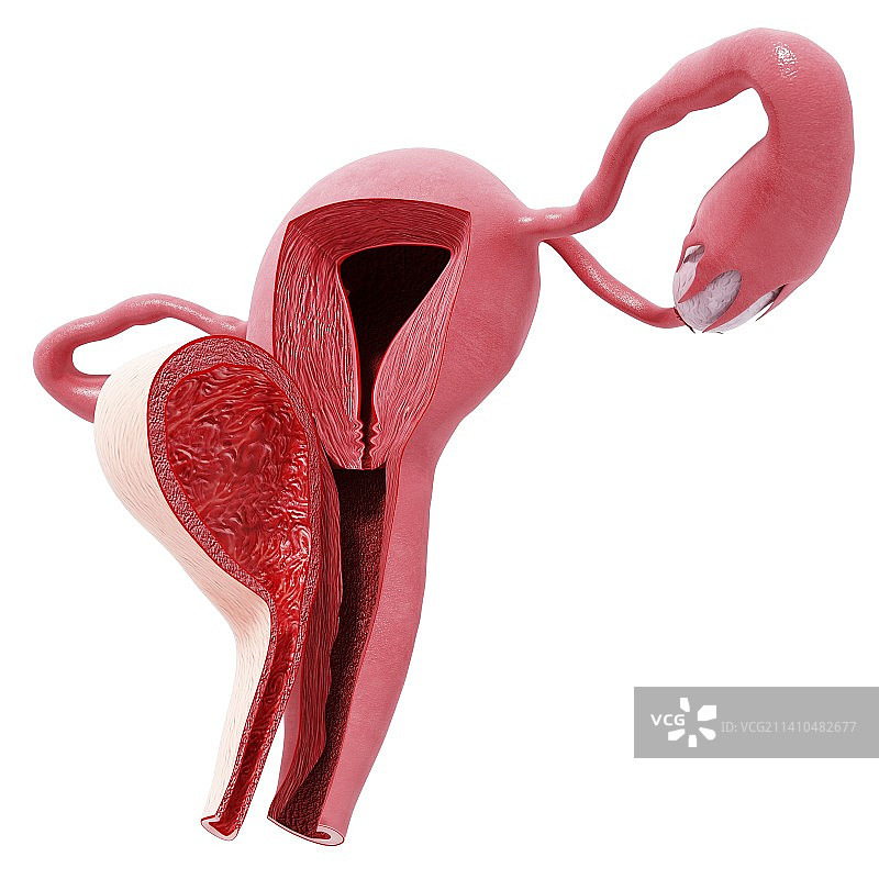 女性生殖系统，艺术作品图片素材
