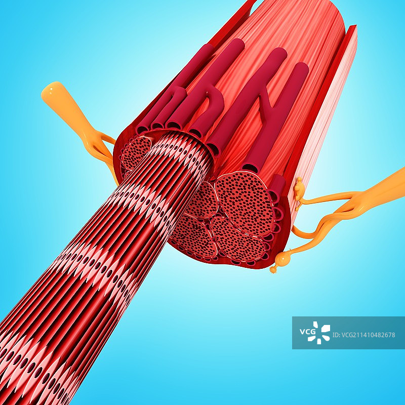 人体肌肉结构艺术图图片素材