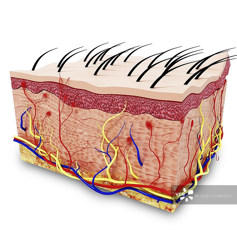 人体皮肤解剖，示意图，仅做科普示意。图片素材