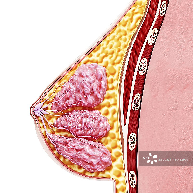 乳房解剖，示意图，仅做科普示意。图片素材