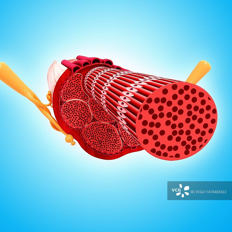 女性生殖系统，艺术作品图片素材