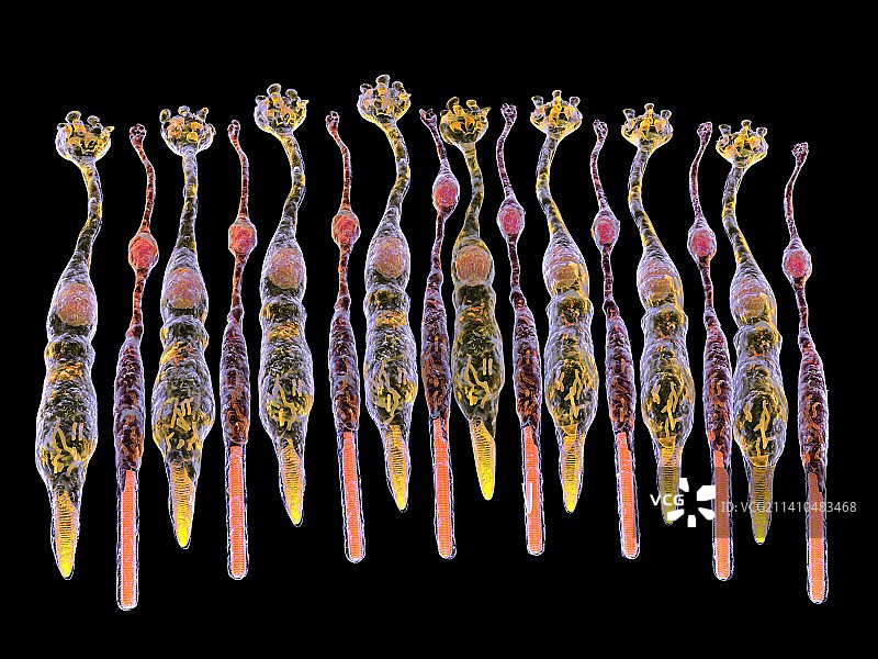 眼睛视网膜图片素材