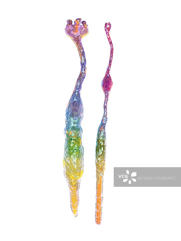 眼睛视网膜、视杆细胞和视锥细胞图片素材