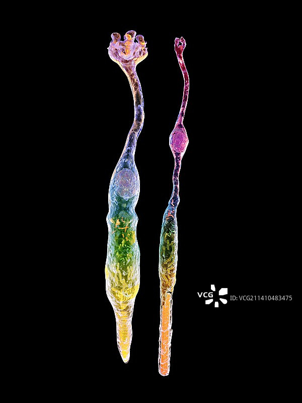 眼睛视网膜、视杆细胞和视锥细胞图片素材