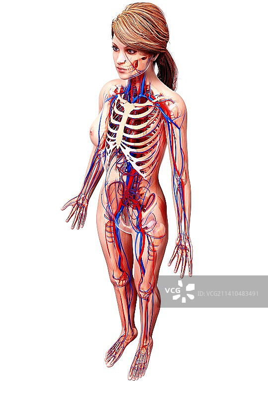 女性心血管系统，艺术品图片素材