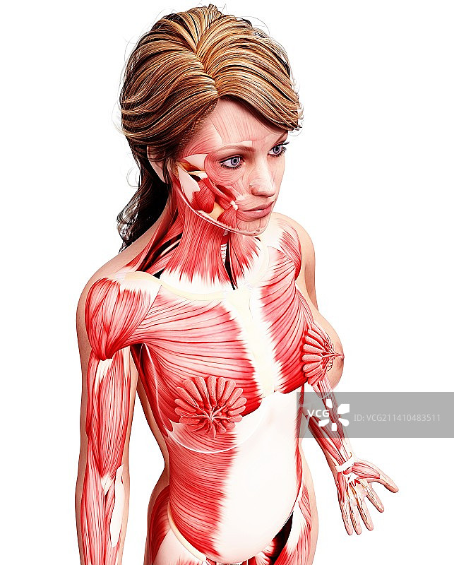 女性肌肉线条艺术作品图片素材