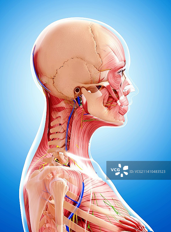 女性解剖学、艺术品图片素材