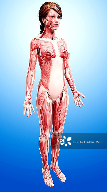 女性肌肉线条艺术作品图片素材