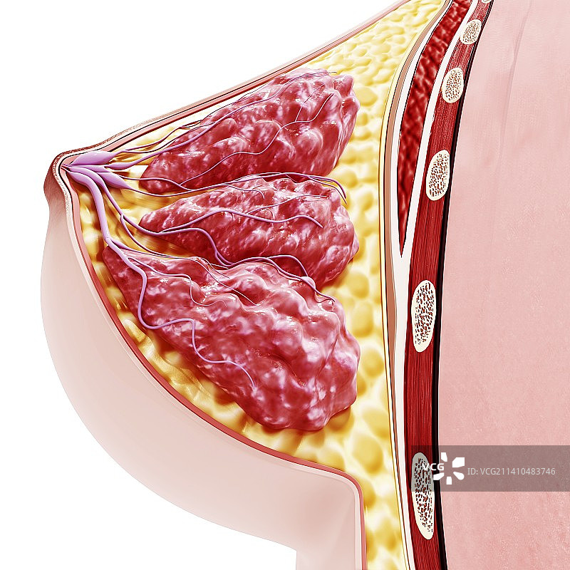 乳房解剖图图片素材