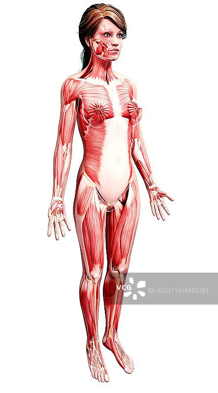 女性肌肉线条艺术作品图片素材