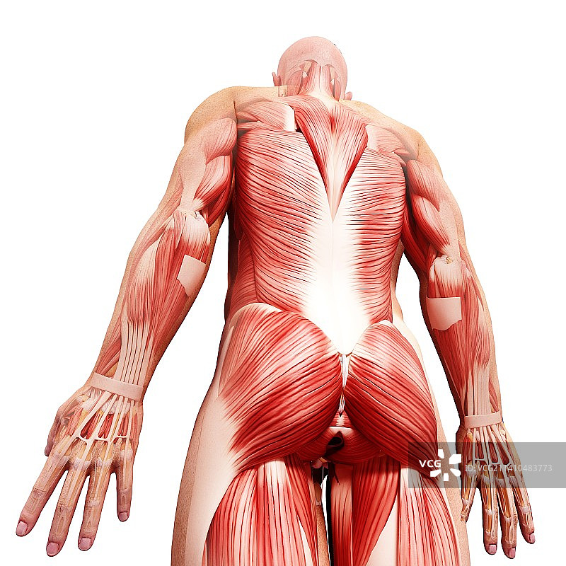 男性肌肉组织，艺术品图片素材