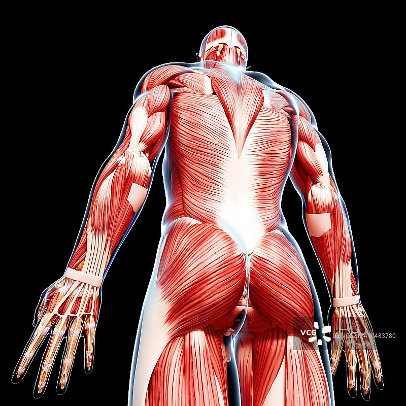 男性肌肉组织，艺术品图片素材