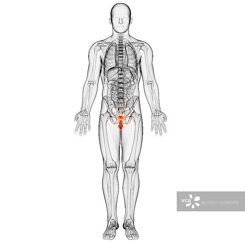 男性泌尿生殖系统插画图片素材