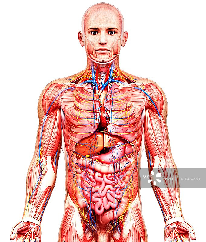男性解剖学、艺术品图片素材