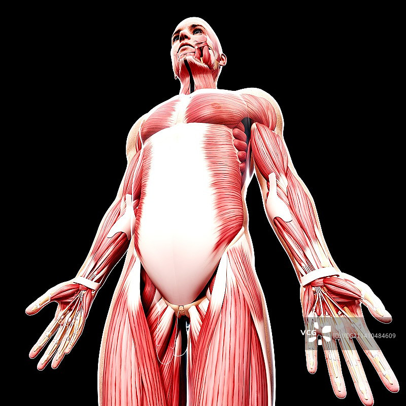 男性肌肉组织，艺术品图片素材