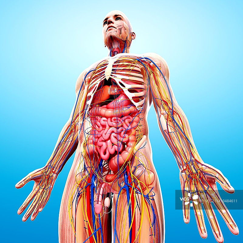 男性解剖学、艺术品图片素材