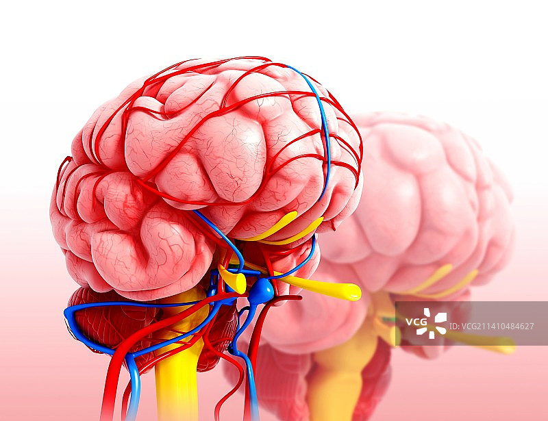 人脑解剖学，艺术作品图片素材