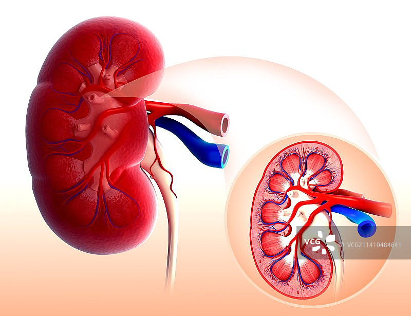 人体肾脏图图片素材