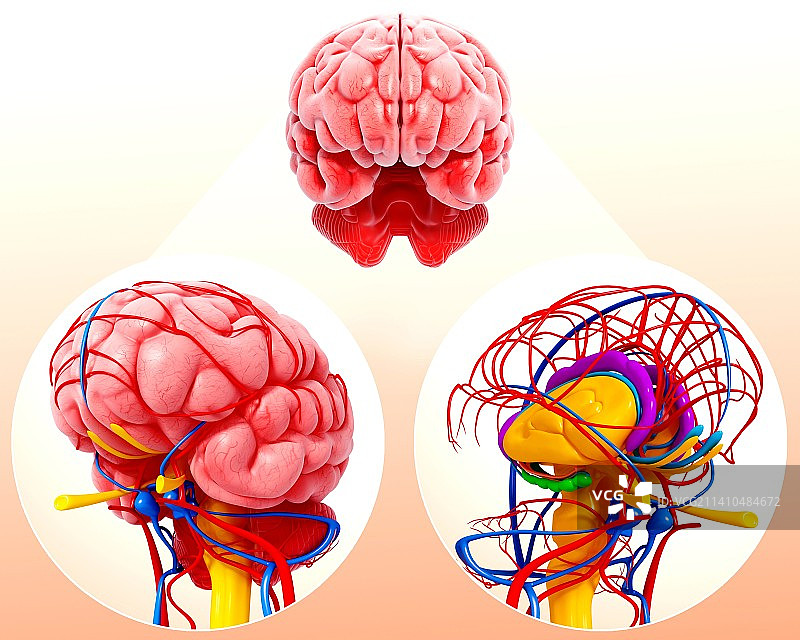 人脑解剖学，艺术作品图片素材