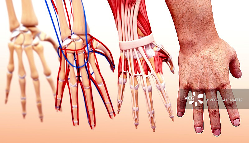 人类手部解剖结构图图片素材