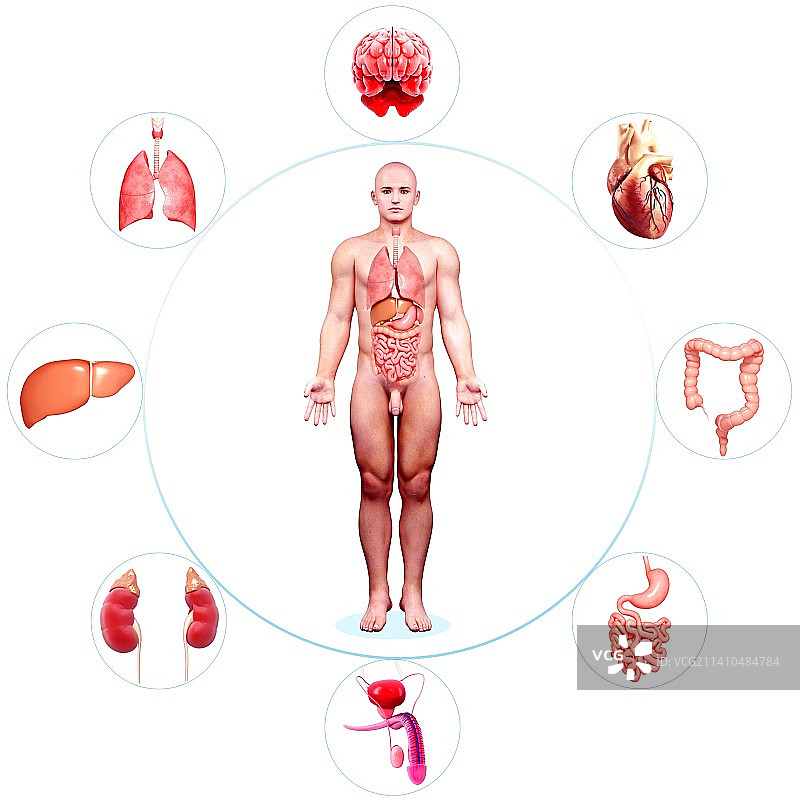 男性解剖学、人体解剖学插图图片素材