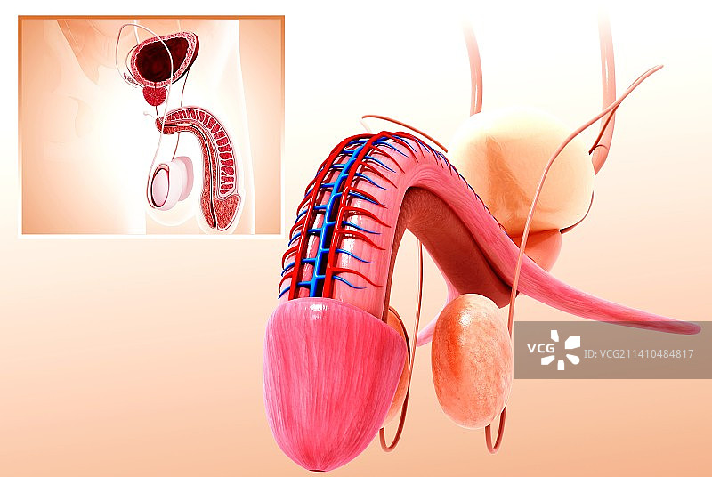 男性泌尿系统，人体解剖学插图图片素材