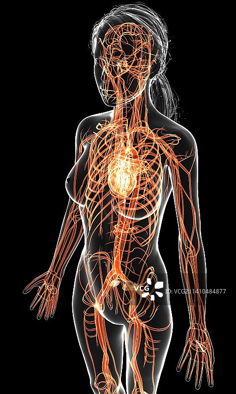 女性心血管系统，艺术品图片素材