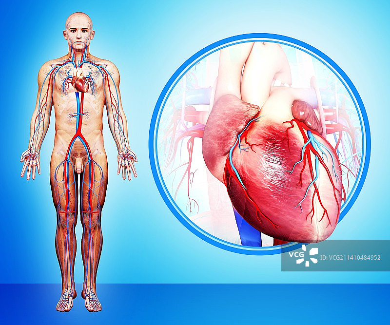 人体心脏解剖，人体解剖学插图图片素材
