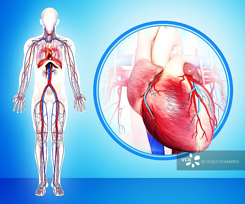 人体心脏解剖，人体解剖学插图图片素材
