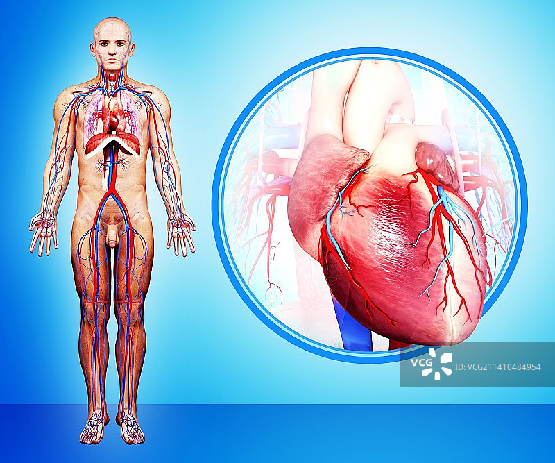 人体心脏解剖，人体解剖学插图图片素材
