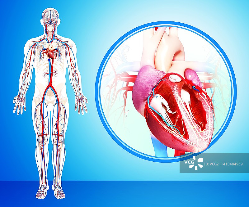 男性心血管系统，艺术品图片素材