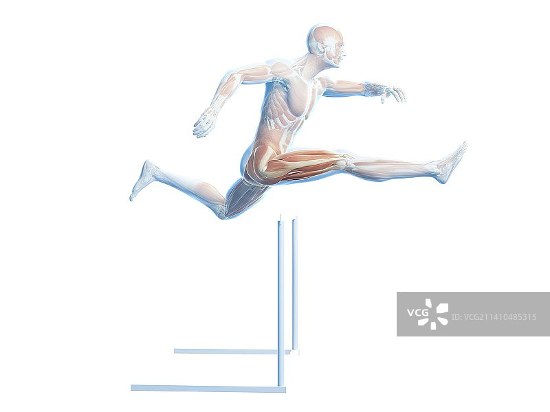 男性肌肉组织，艺术品图片素材