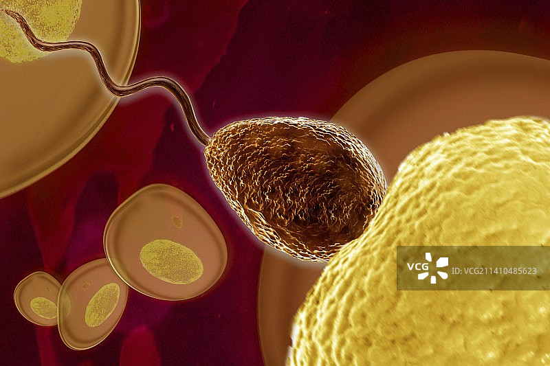 受精过程（艺术作品）图片素材