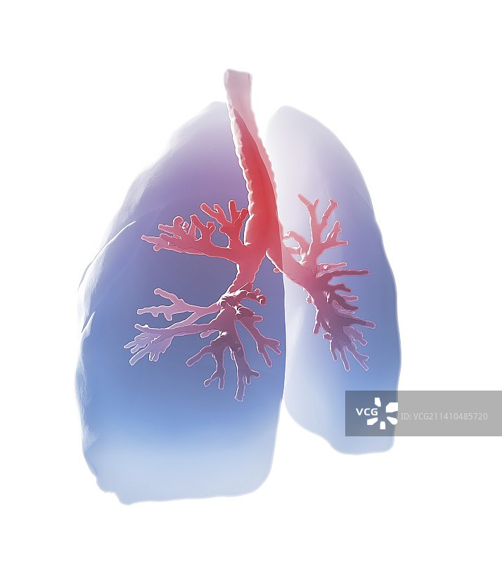 人类的肺，艺术品图片素材