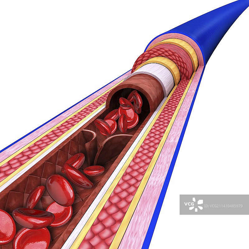 人体静脉艺术图片素材