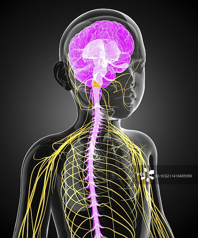 儿童中枢神经系统图图片素材