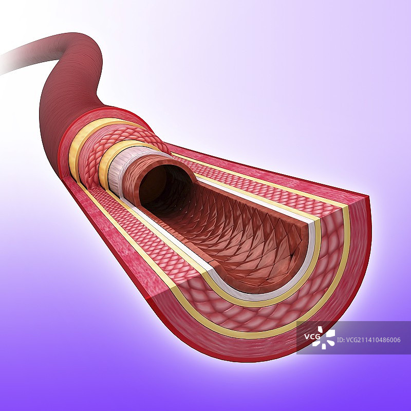 人体动脉艺术作品图片素材