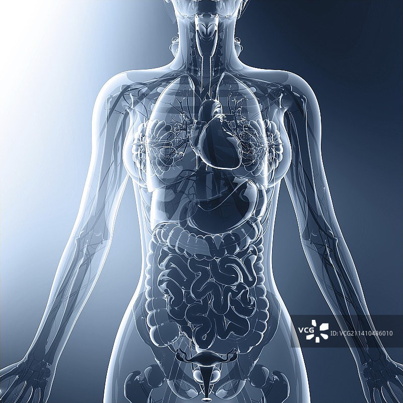 女性解剖学、艺术品图片素材