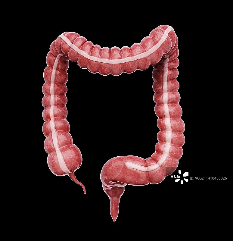 大肠医学插图图片素材