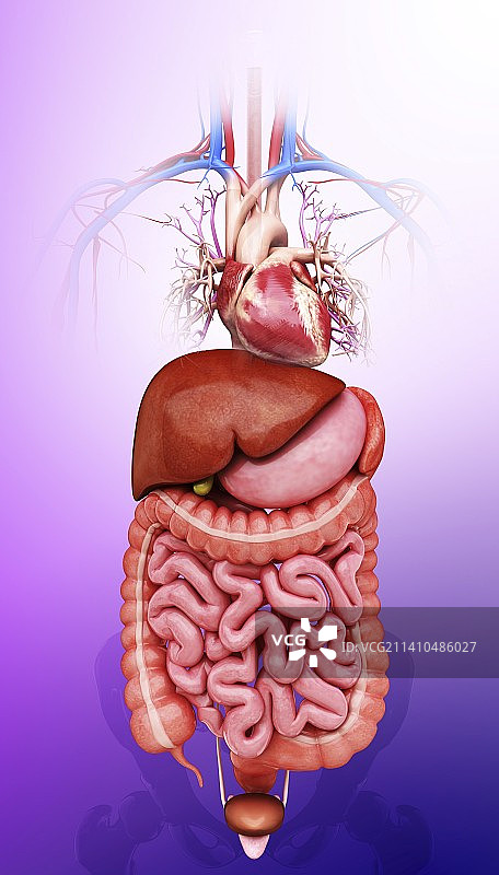 人体内脏，艺术品图片素材