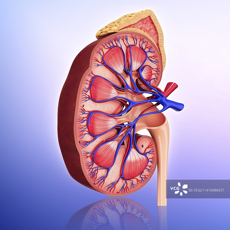人体肾脏图图片素材