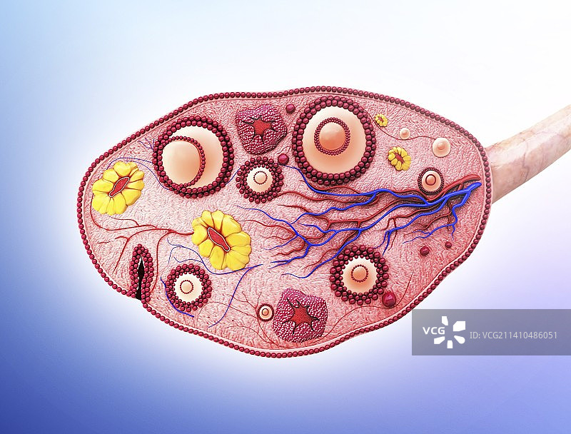 人类卵巢图片素材