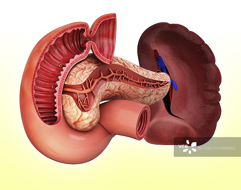 人胰腺医学插图图片素材