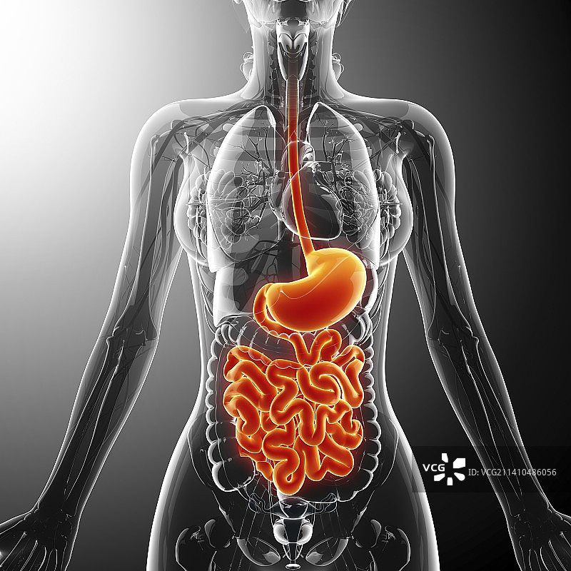 人类的消化系统，艺术品图片素材