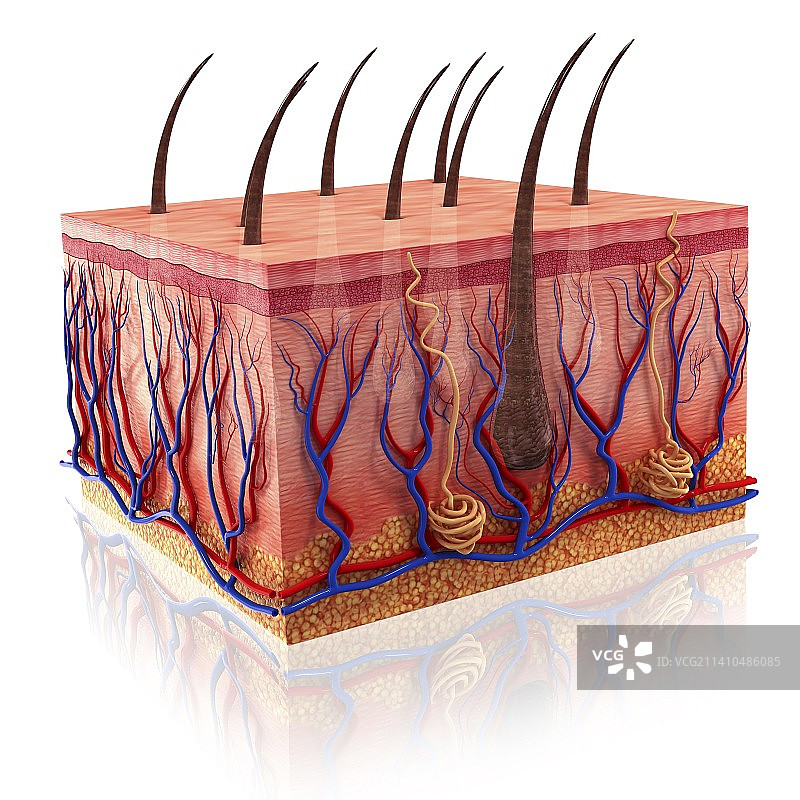 人体皮肤艺术图片素材
